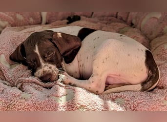 Cosmo sucht sein Glück