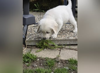 Bin auf der Suche nach einem Zuhause fürs Leben