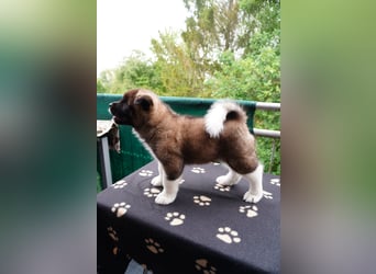 Amerikanische Akita