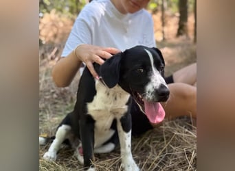 BALU - Fröhlicher Junghund sucht aktive Familie!