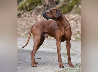 Rodesian Ridgeback Welpen im Kennel "Free Spirit"