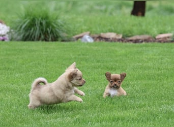 Supersüßes Mini Chihuahua Mädchen