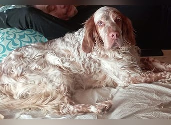 Zicco sucht sein Glück!