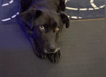 Junghündin Lexi ist auf der Suche nach ihrem Perfect Match