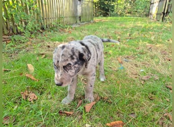 Aussiedor Welpen, Aussiedore suchen ihr Zuhause, Labrador x Australien Shepard