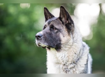 Kendo - ruhiger, ausgeglichener Familienhund - Tierhilfe Franken e.V.