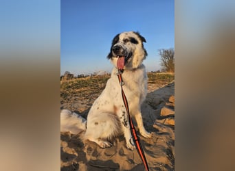 Oslo (ca. 2 Jahre) – großer Hund sucht neuen Platz (41749 Viersen)
