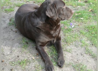 Labrador - Welpen