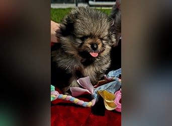Reinrassige Pomeranian-Hündinnen mit Ahnentafel suchen ihre Traumfamilien