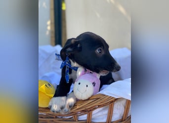 Alex LM - Zuhause gesucht – Neun kleine Hundekinder auf großer Mission