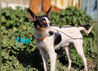 Chipi 06/2023 (ESP) - braver, umgänglicher und freundlicher kleiner Ratonero Bodeguero Andaluz!