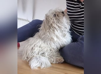 March - liebe, anhängliche, katzenverträgliche Havaneser Mix Hündin / z.Zt. noch in Rumänien