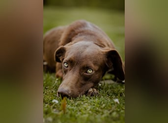 Boy: lieber Kuschelbär wünscht sich ein Zuhause