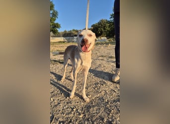 Dylan, sucht sein großes Glück