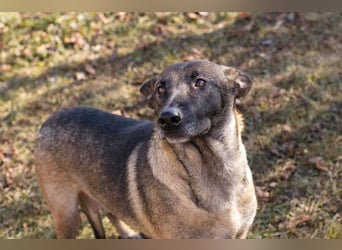 Flower-  Liebevolle Malinois-Mix-Hündin sucht ein geborgenes Zuhause