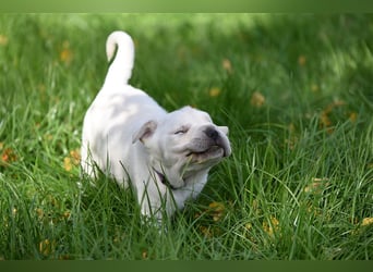 Shar-Pei x Labrador Mix Welpen stellen sich vor......