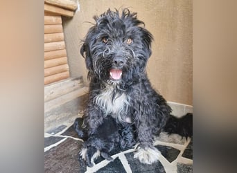 ❤️ kleiner Sonnenschein CINDY - 1,5 Jahre, 35cm - Havaneser-Pudel-Schnauzer-Mix