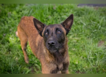AVANI - das hübsche Malinois-Mädchen sucht eine hundeerfahrene Familie!