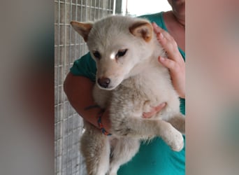 Szines PP – junge Shiba Inu-Hündin sucht geduldiges Zuhause