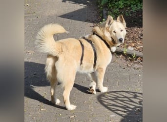 Pippa *auf Pflegestelle in 33615 Bielefeld*