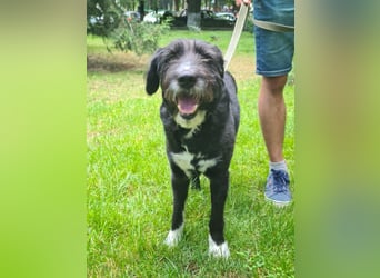 Harley ist ein Hund mit besonderen Bedürfnissen, der ein Zuhause sucht.