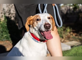 Iva, Mix Labrador / Podengo