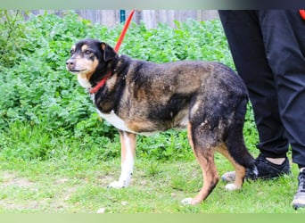 Estrelinha  - Mix Schäferhund / Labrador, lieb und verträglich