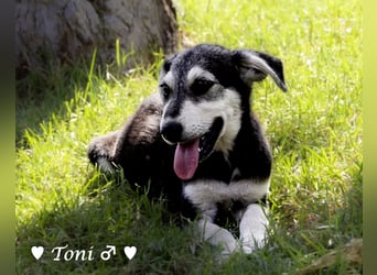 Teddy und seine Geschwister suchen ab September ein Zuhause