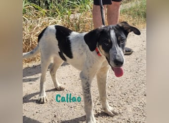 Callao 01/2022 (ESP) - super sympathischer, geselliger, verträglicher und verspielter junger Rüde!