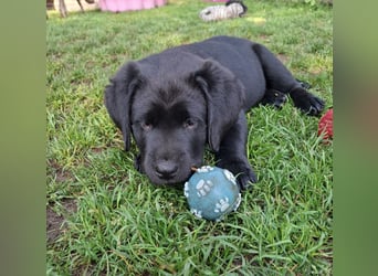 1 Labrador Welpe Rüde mit Ahnentafel