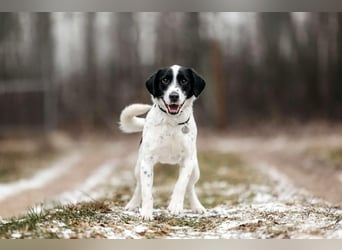 Lebensfroher Henry sucht passendes Zuhause