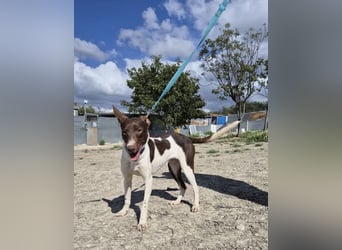 Cookie, Katzenverträglichkeit und lieb