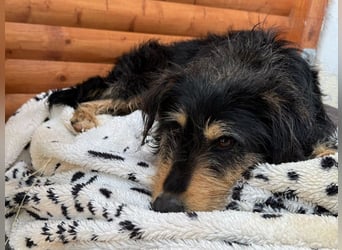 ♥PENNY♥ neu auf Pflegestelle in Köln - süße, anfangs noch vorsichtige Hündin 53 cm