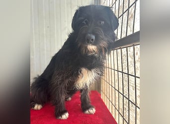 zarte Hundeseele KIMANI - 1,5 Jahre, 40cm/12kg, kl. Schnauzer-Mix