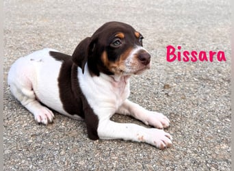 Bissara 12/2024 (ESP) - verschmuste, kleine Bodeguero-Pinscher-Mix Welpin!