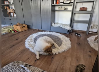 Weisser Langhaarcollie abzugeben.