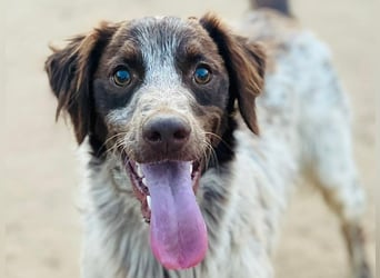 Bruno10 geb. 09/2023 (ESP) - liebevoller, verspielter und anhänglicher Bretonischer Spaniel!