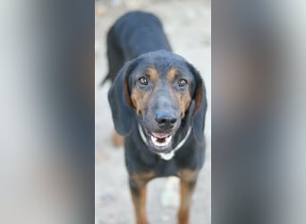 Priska, geb. ca. 08/2021, lebt in GRIECHENLAND, im städt. Tierheim Serres