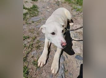 Dante, Labrador Mischling