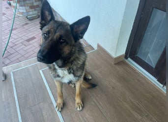 Junge Mischa sucht ihr Zuhause