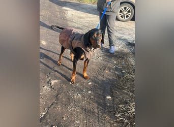 Jack , ungarische Bracke, sucht die Wärme und Nähe des Menschen