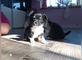 Reinrassige Langhaar - Chihuahua - Welpen abzugeben, sehr verspielt und verkuschelt!