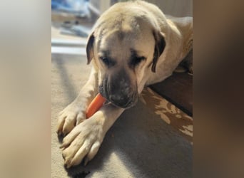 Riesen"Baby"Kangal♥Ares♥ 99718 Greussen