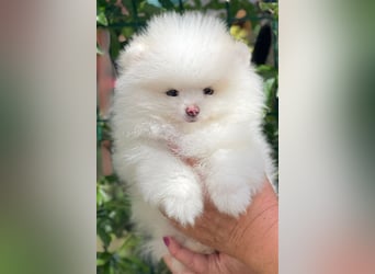 Pomeranian Zwergspitz