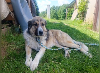 Ares- in 09526 Olbernhau auf Pflegestelle