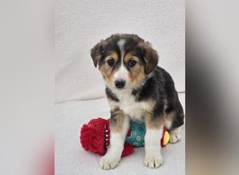 Nuki, eine von 7 zauberhaften Hundekindern