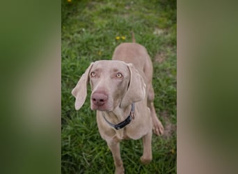 Weimaraner Hündin Melly