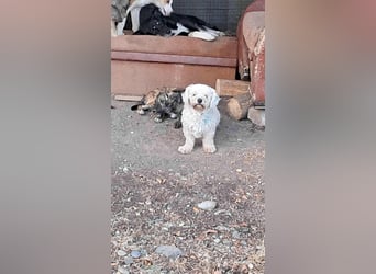 Kleiner Senior Tristan sucht sein Zuhause