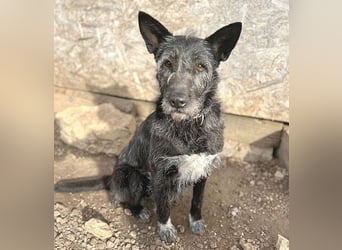 ❤️ außergewöhnliche Schönheit KORMA - 9,5 Jahre, 46cm/20kg - SchnauzerMix