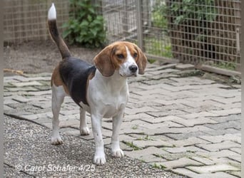 Jogger ist fröhlich und aufgeweckt